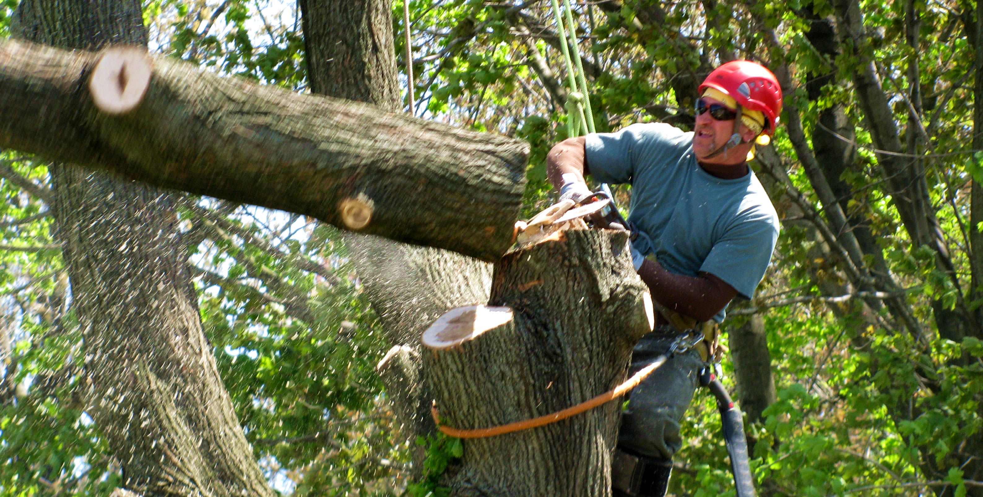 Tree Removal Melbourne - Emergency Tree Services Melbourne ...