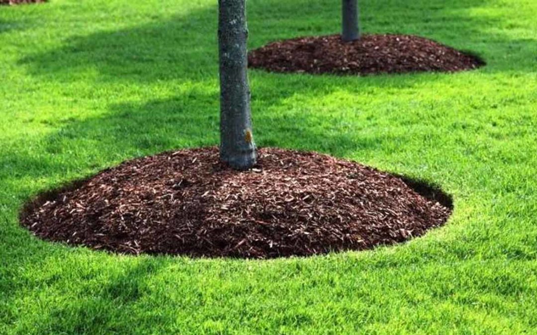 Tree Planting Tips—How To Choose The Right Tree