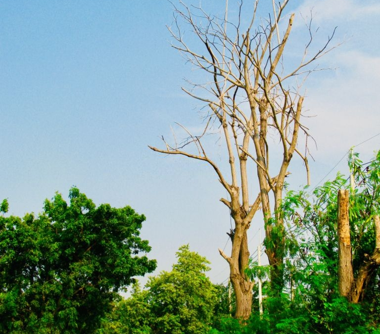 Tree Care Tips—Dying Trees