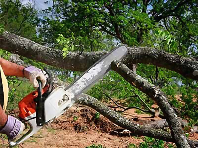 Spotting a Dangerous Tree