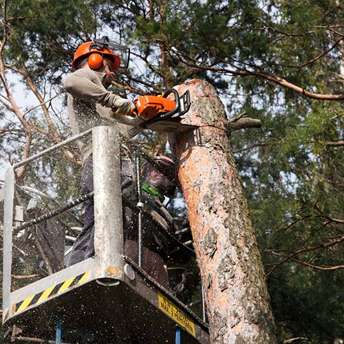 What Necessitates Tree Removal