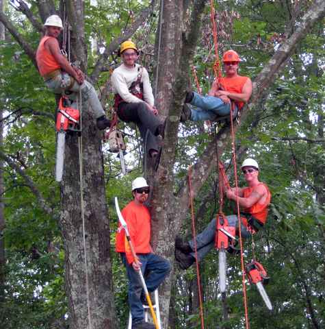 The Importance Of Hiring Tree Removal Service