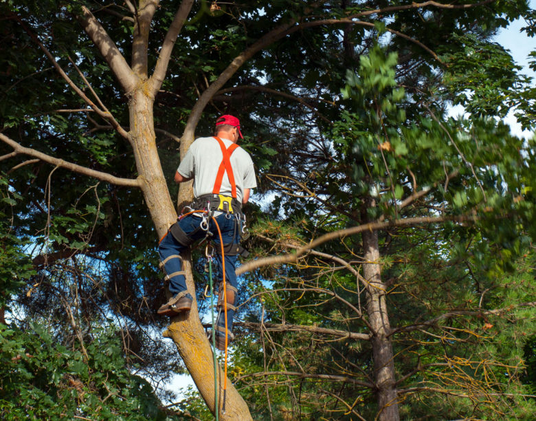 Tree Care Tips—Preparing Your Trees For Summer Storms