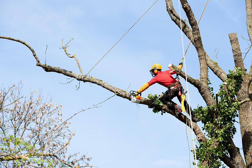 Why You Should Avoid Tree Topping