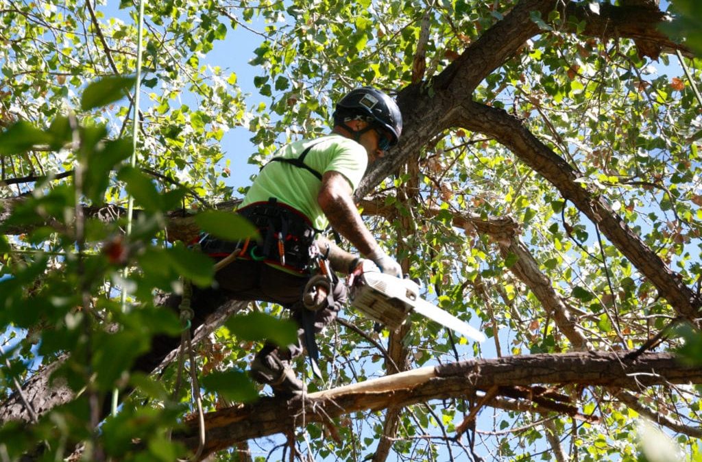 Benefits Of Tree Trimming Service