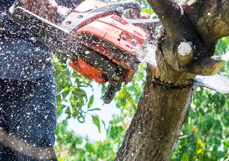 Tree Service Qualifications And Experience