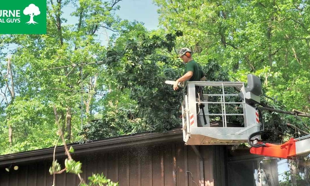 Making the Trees on Your Property Safe