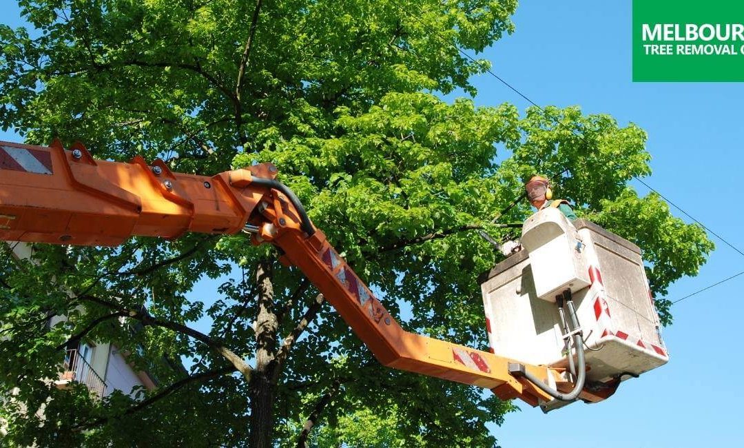 The Importance of Regular Tree Trimming and Pruning