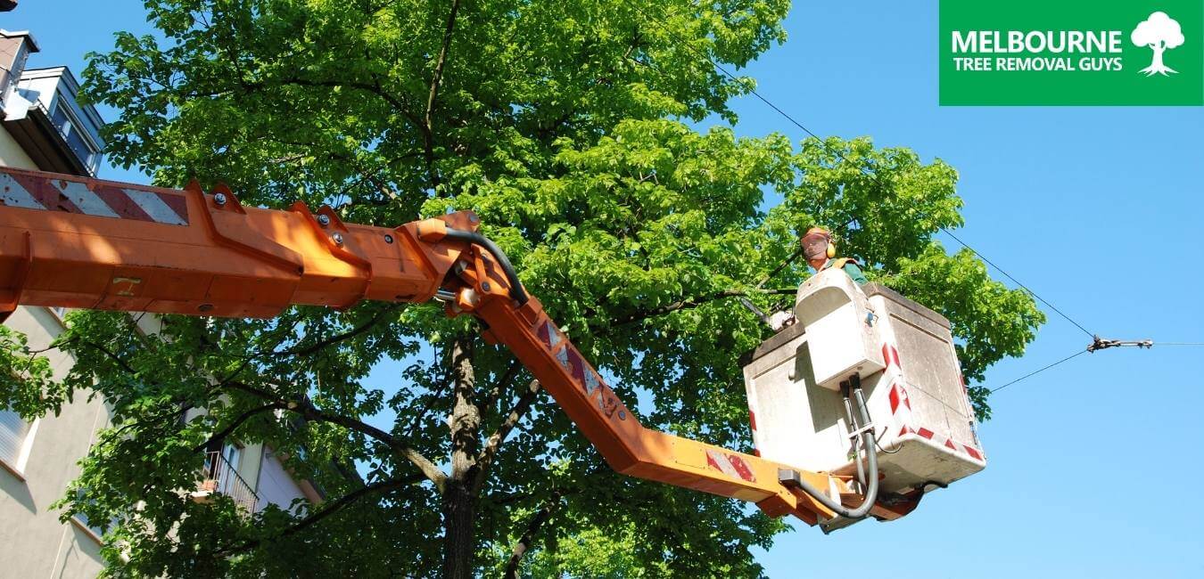 The Importance of Regular Tree Trimming and Pruning