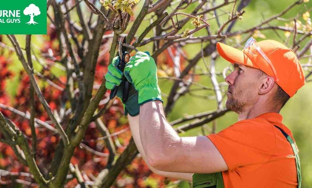 Top Reasons to Work With a Certified Arborist