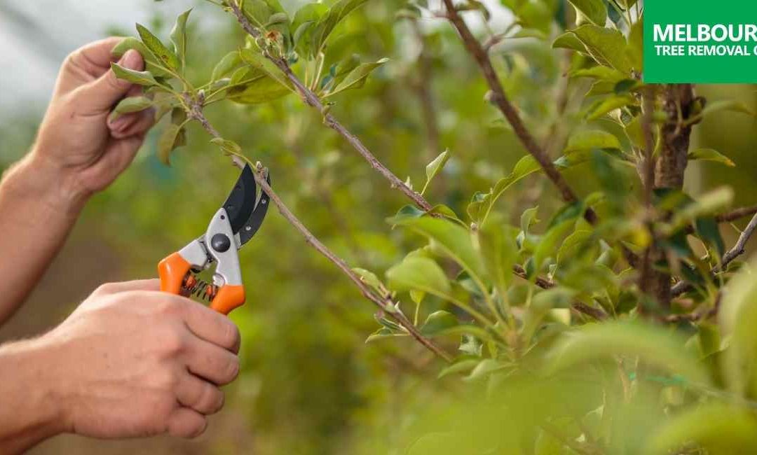When & Why Trees Need Winter Pruning