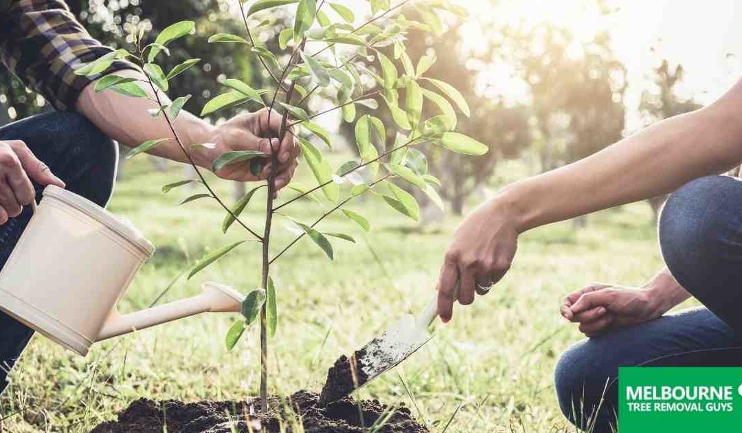 Are You Still Considering Planting Trees in Spring?