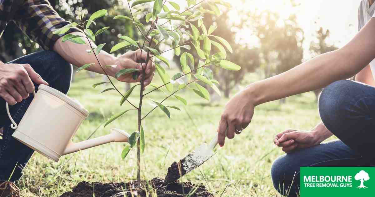 Are You Still Considering Planting Trees in Spring