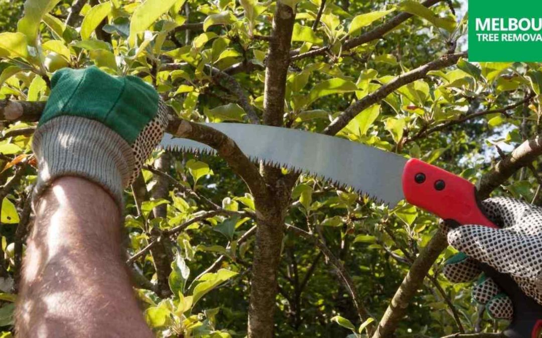 Best Tree Pruning Services Melbourne