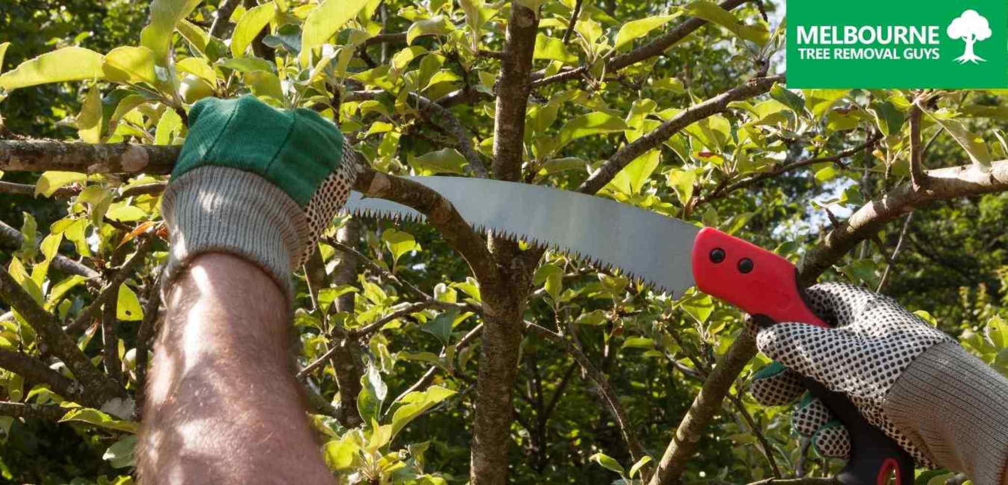 Best Tree Pruning Services Melbourne