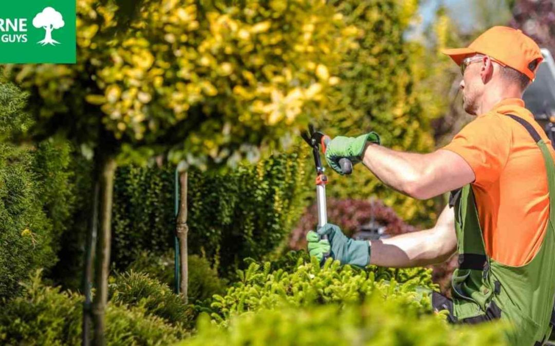 Best Tree Trimming Services Melbourne