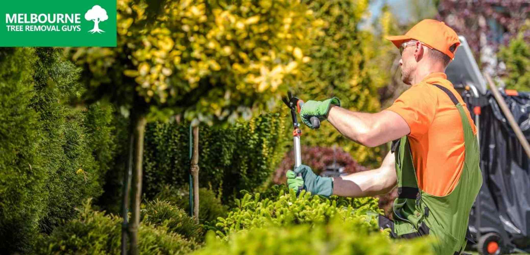 Best Tree Trimming Services Melbourne