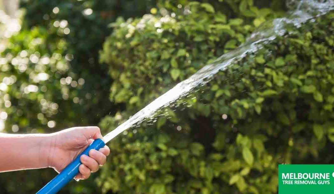 How to Properly and Effectively Water Your Trees