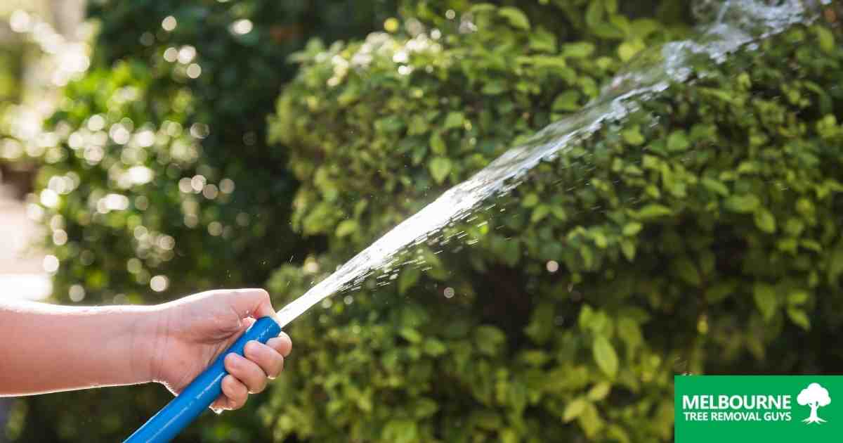 How to Properly and Effectively Water Your Trees