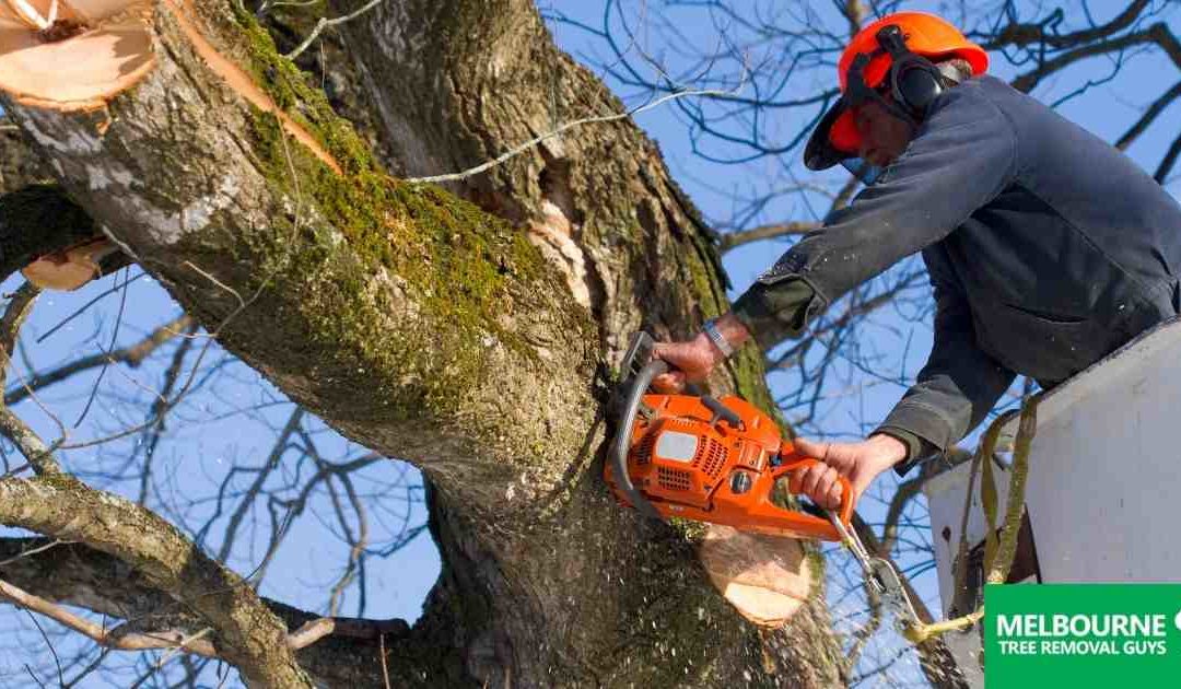 Tree Removal Ipswich