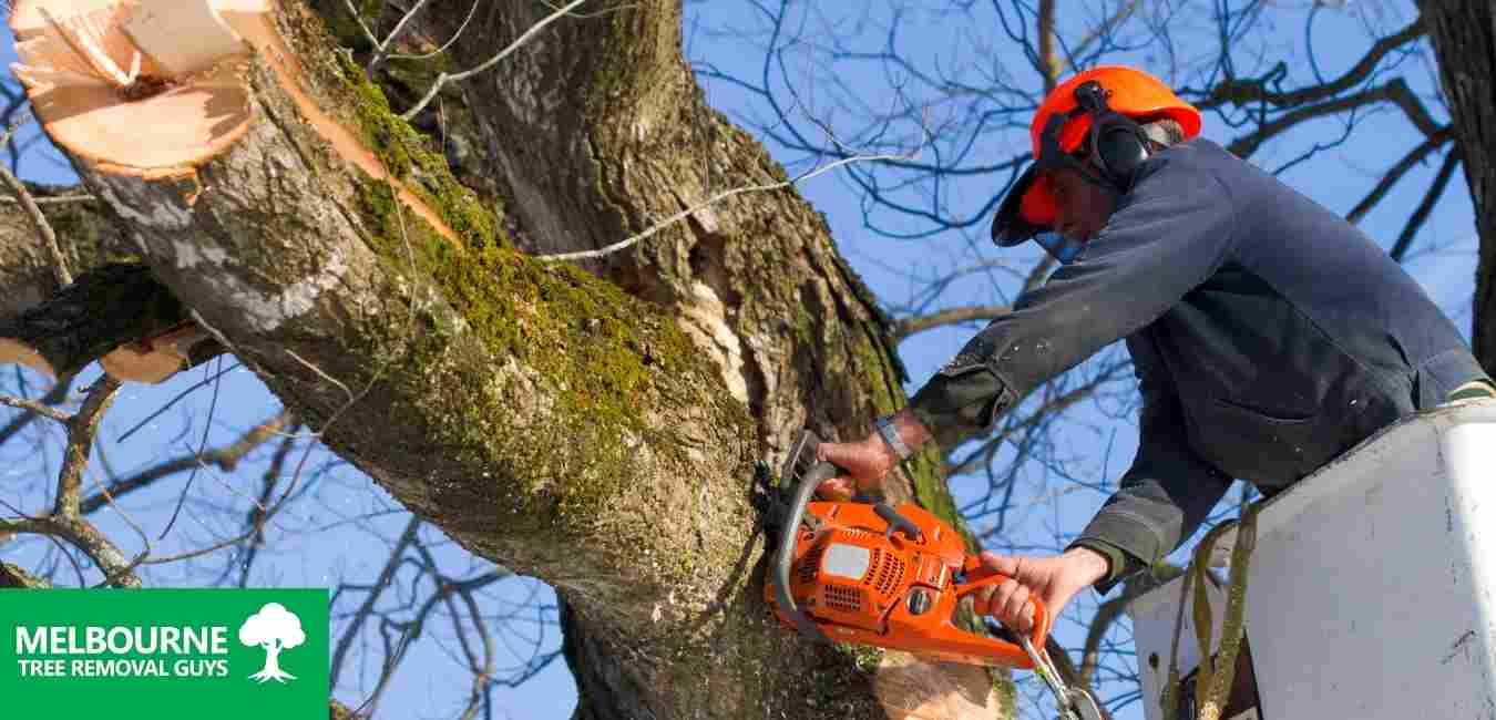 Tree Removal Melbourne