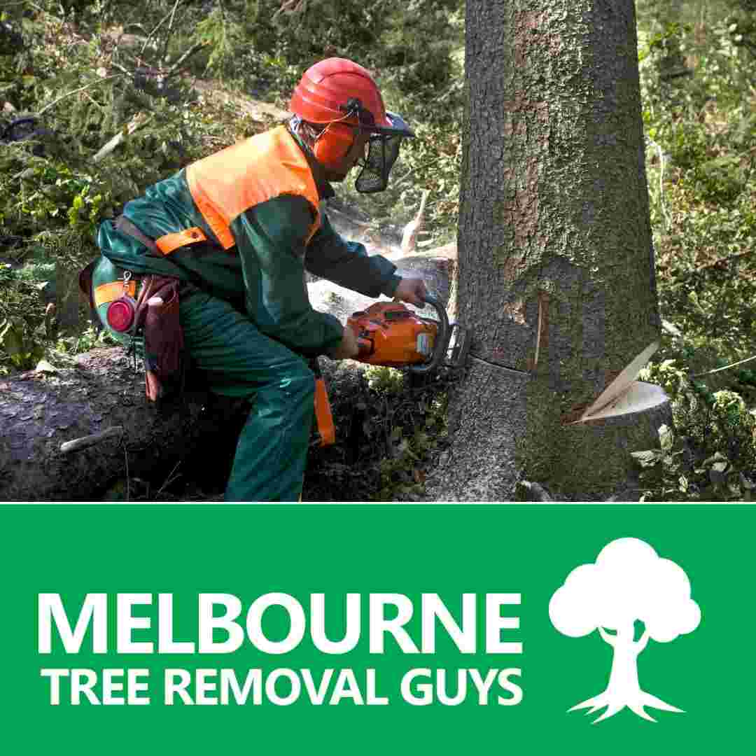 We do tree removal & maintenance with over the years of experience.
