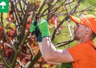 Work With a Certified Arborist.