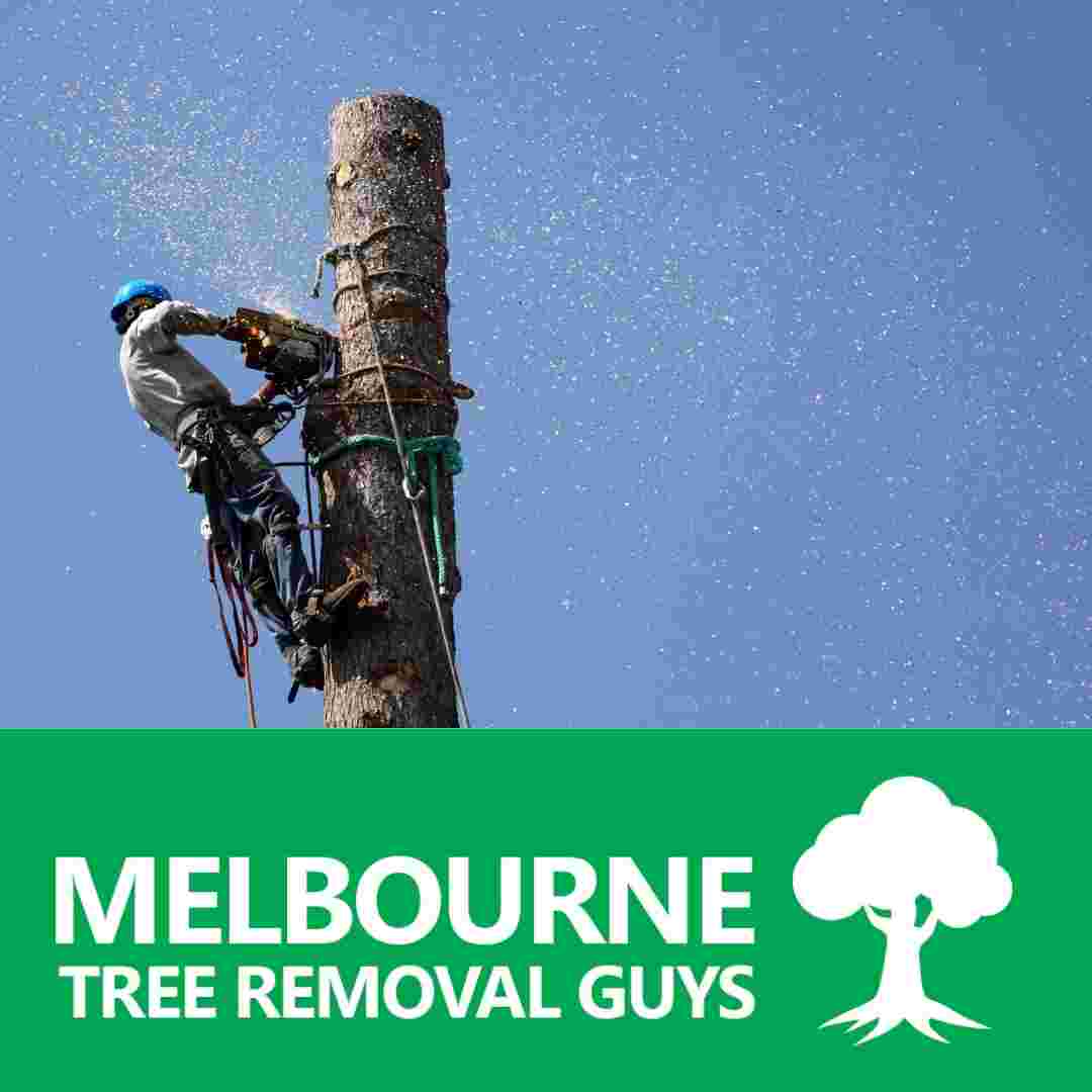 you will need to hire the services of a professional tree removal company like us.