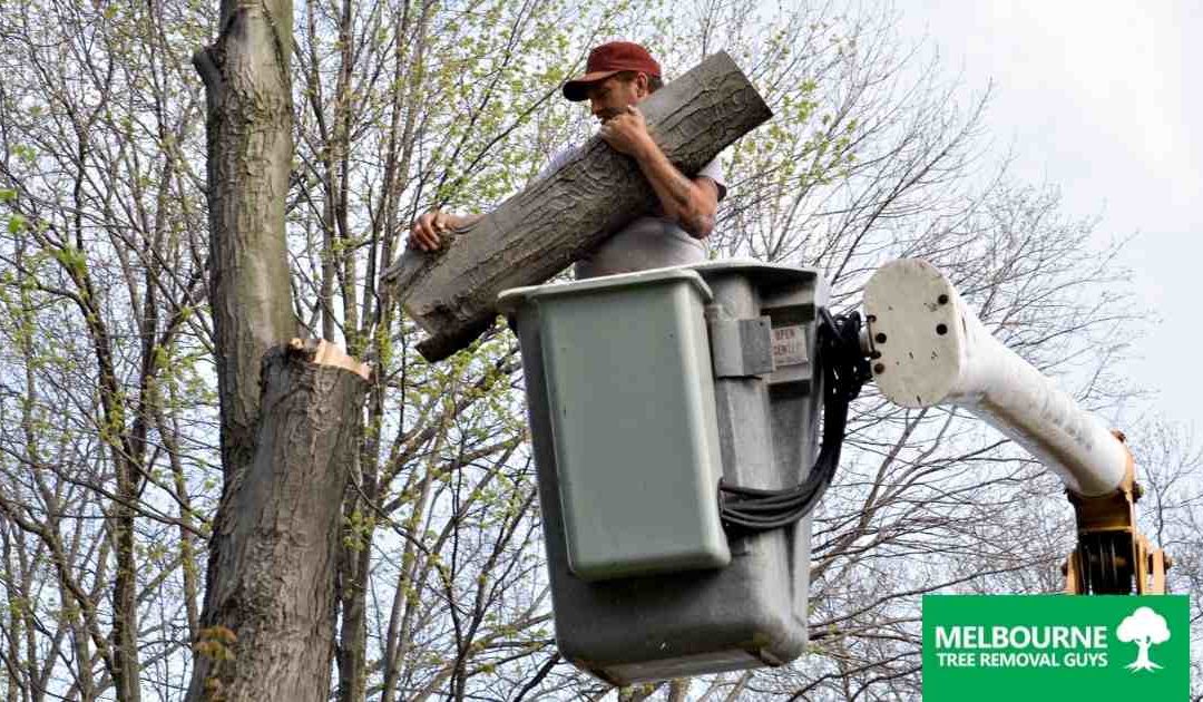 Emergency Tree Services We Provide