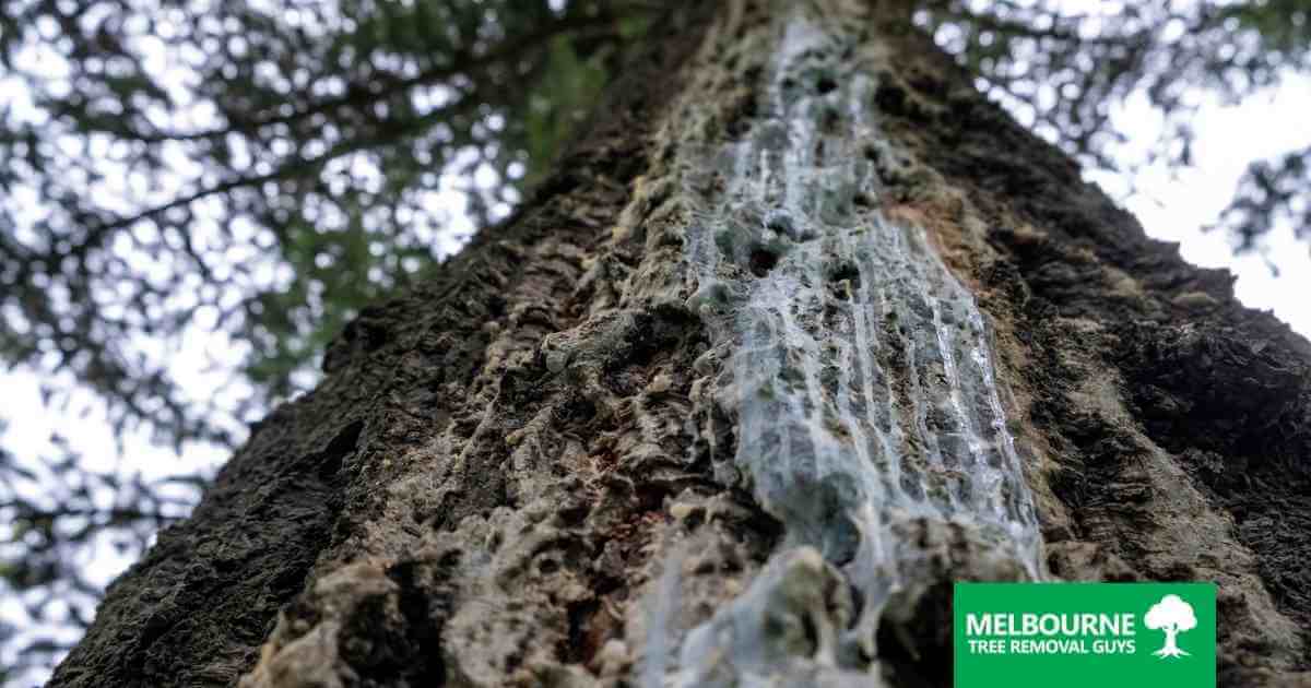 Spotting the Signs of 10 Common Tree Diseases