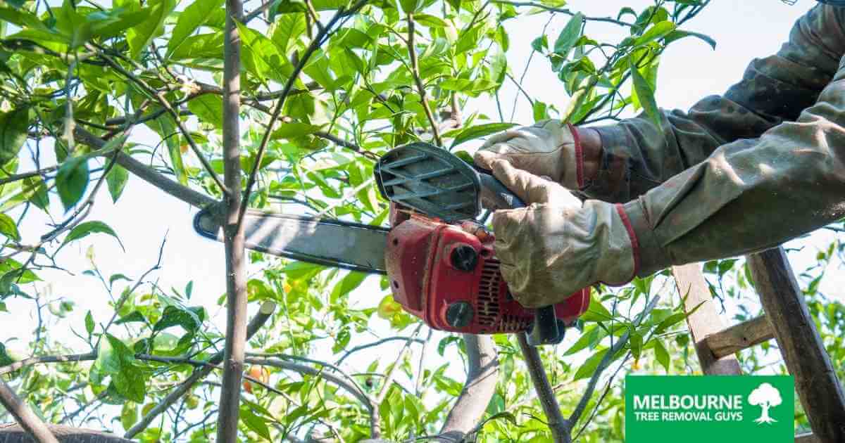 When is the Best Time to Prune a Tree