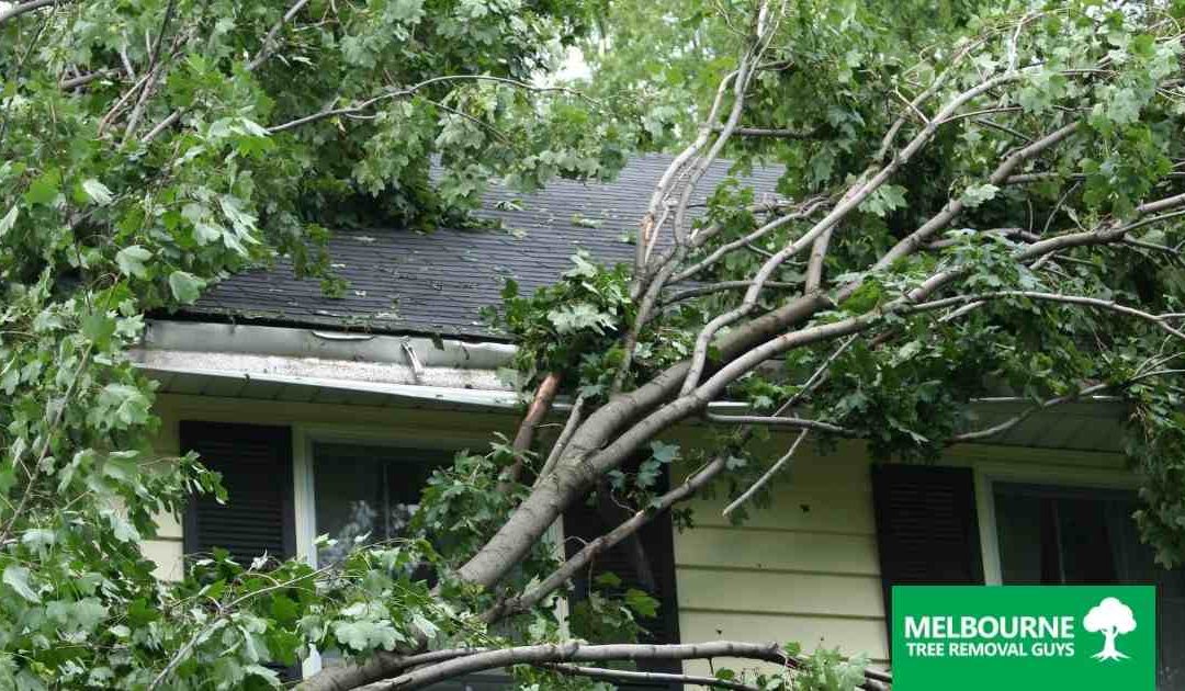 When to Call an Emergency Tree Removal Service