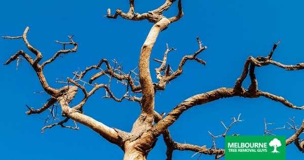Answering Common Questions About Tree Diseases