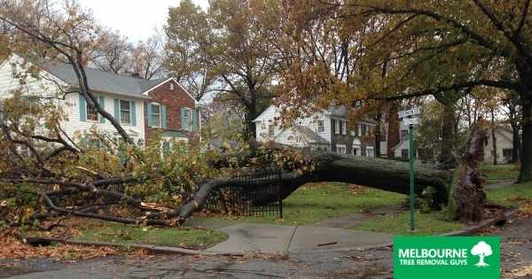 Are Your Trees in Danger of Falling