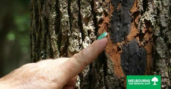 Is Bot Canker Affecting Your Ornamental Trees?