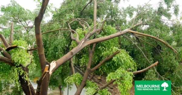 Restoring Your Trees After a Storm