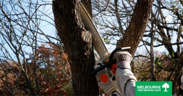 Answers to Your Questions About Emergency Tree Removal