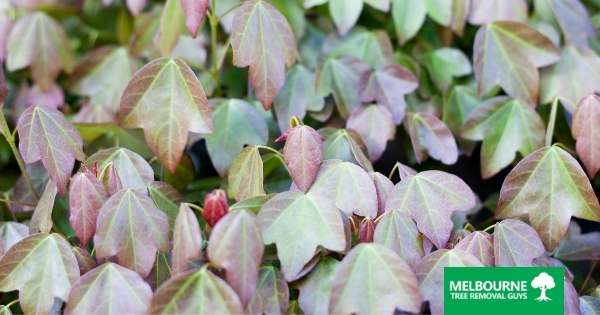 Caring for Trident Maples