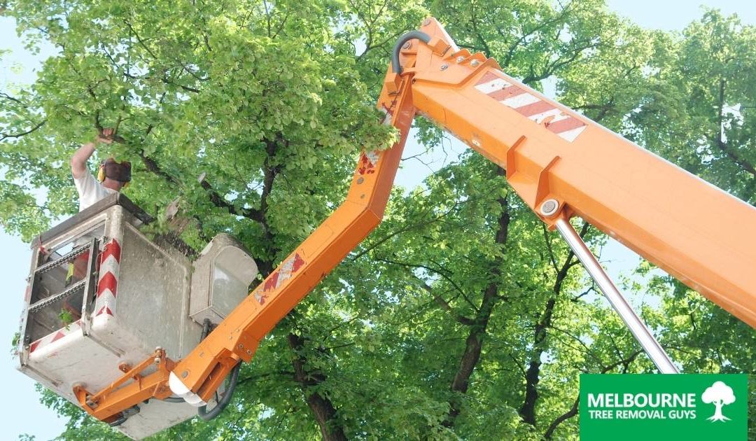 Reasons to Schedule Tree Trimming This Spring