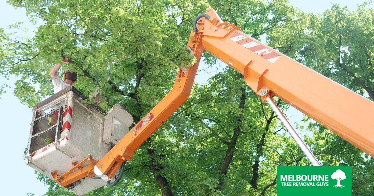 Reasons to Schedule Tree Trimming This Spring