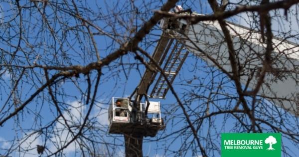 Signs That You Need Emergency Tree Service