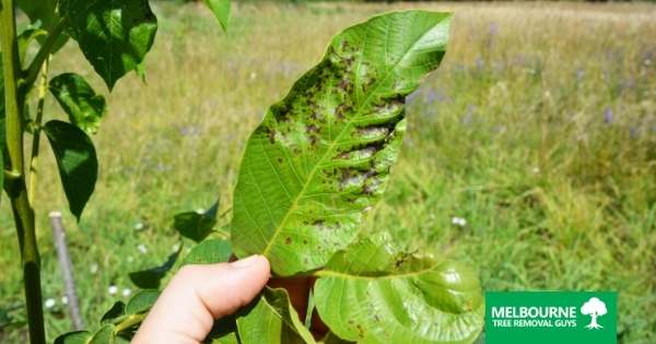 Spotting the Signs of a Diseased Tree