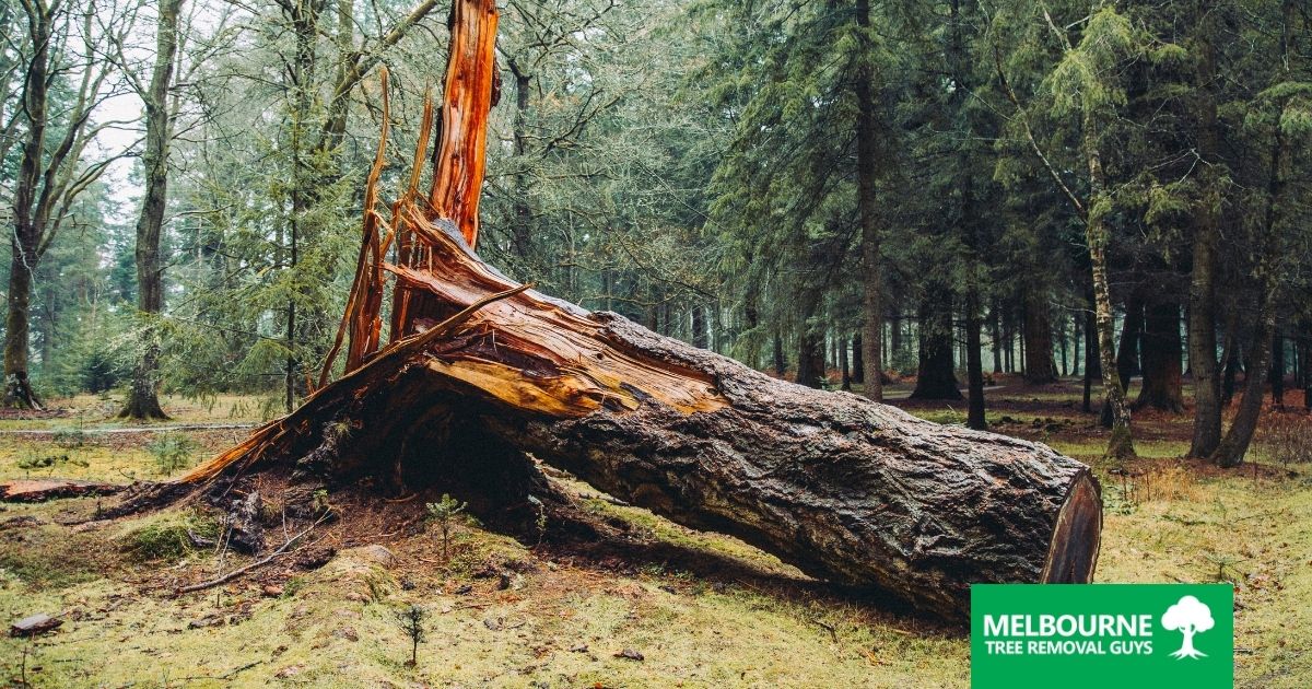 The Risks of Ignoring Damaged Trees