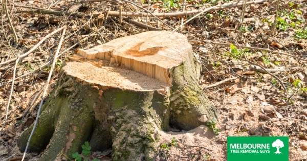 The Risks of Not Removing Tree Stumps