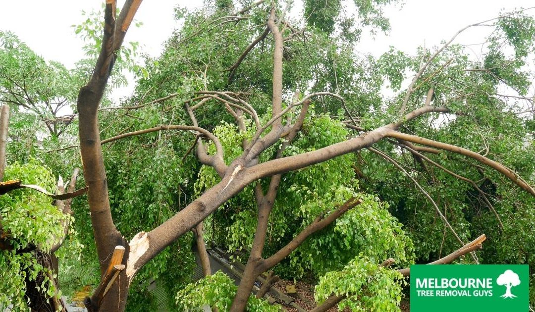Why You Might Need Emergency Tree Removal