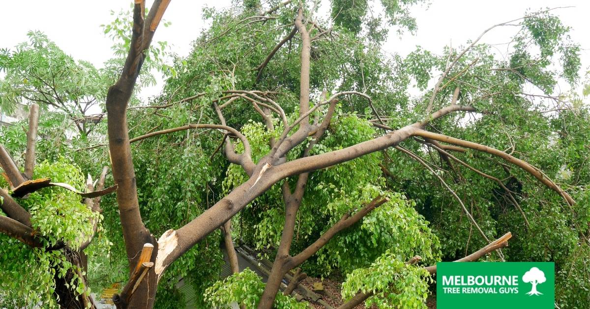 Why You Might Need Emergency Tree Removal