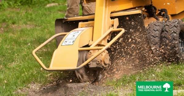 Why You Should Get Rid of Tree Stumps