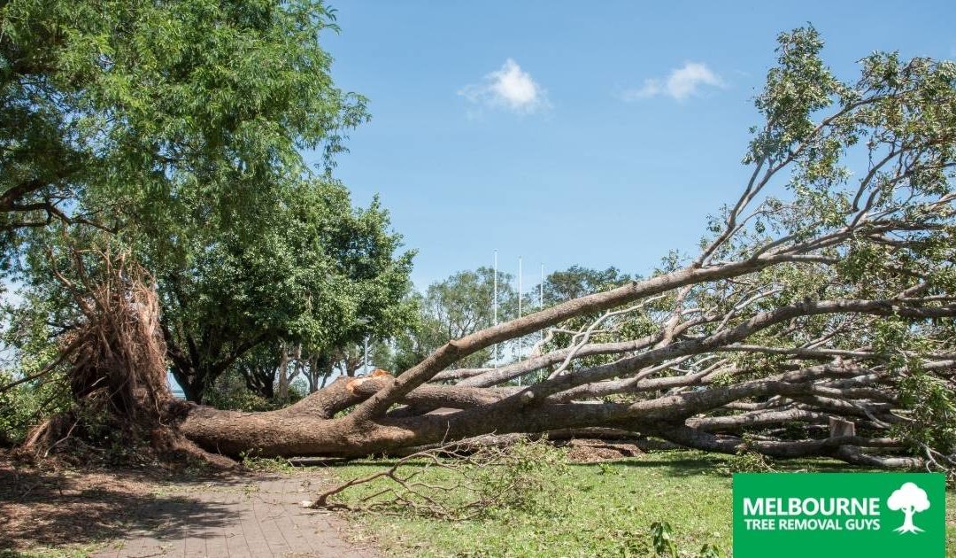 Why You Should Hire a Professional for Emergency Tree Removal