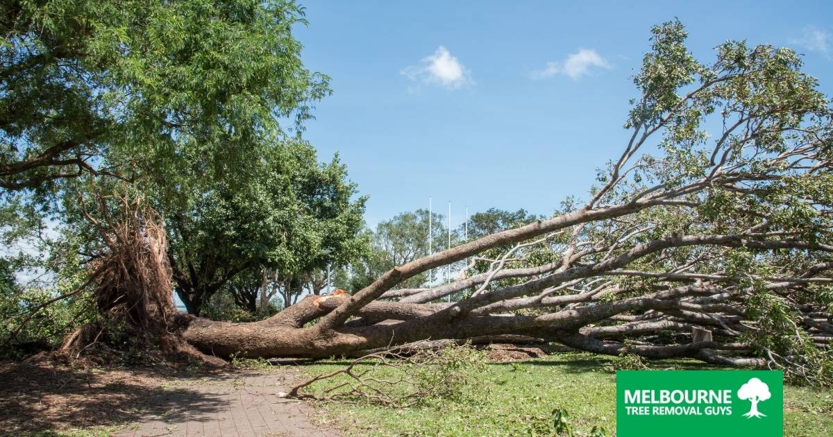 Why You Should Hire a Professional for Emergency Tree Removal