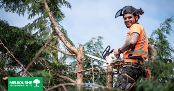 What Is a Tree Surgeon and Why You Should Hire One